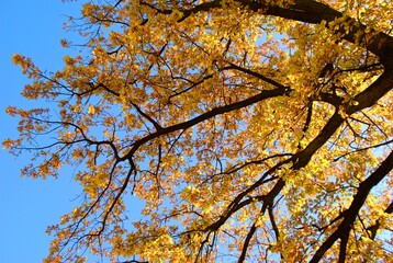 The photos were taken in autumn in good weather in nature, among the rich colors of autumn