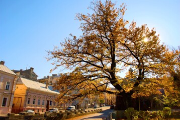 The photos were taken in autumn in good weather in the city, among the rich colors of autumn