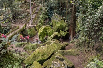 Rainforest at Bali, Indonesia