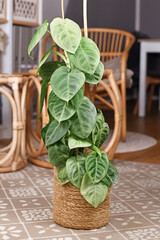 Potted 'Syngonium Macrophyllum Frosted Heart' houseplant  climbing on pole in living room