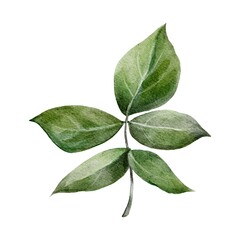 Obraz premium leaves isolated on white background