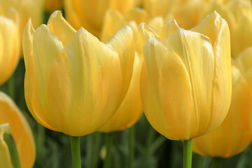 Naklejka premium Close-up of yellow tulips
