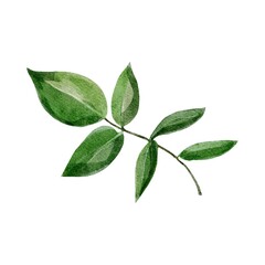 green leaves isolated on white background
