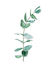 plant isolated on white