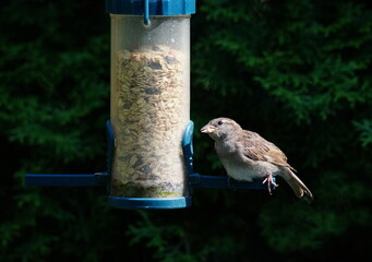 sparrow on the feed silo,sperling am futtersilo