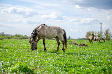 Naklejka na ściany i meble horses on the meadow