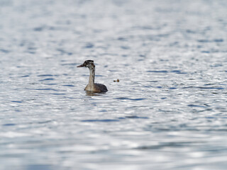 Haubentaucher, Podiceps cristatus,