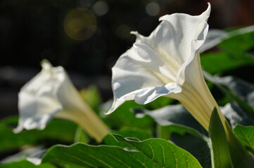 blooming datura on a sunny day in the garden close-up