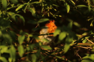 robin redbreast on a branch, hiding and peeping out of a evergreen bush in winter