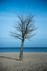 Samotne drzewko na plaży nad morzem.