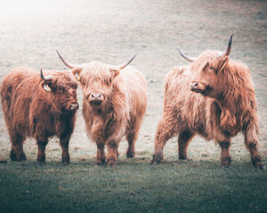 Three highland cattles walking in the field. - obrazy, fototapety, plakaty