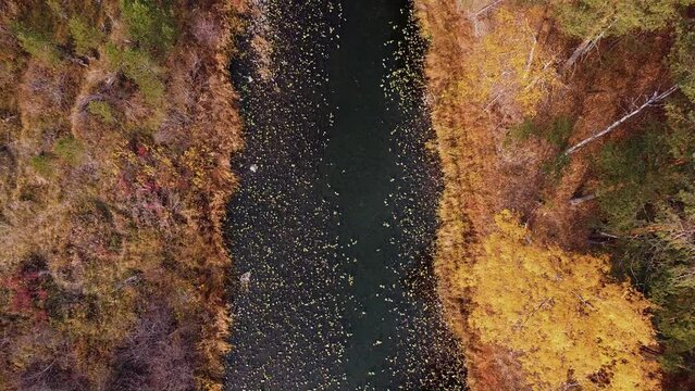 Little river autumn, the drone flies forward, top view. Forests with green and yellow trees and fields in the wild