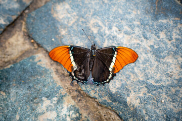 Close up view of large tropical butterfly 