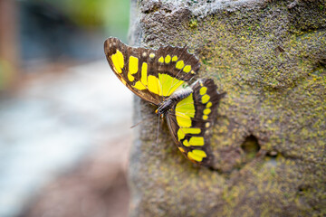 Close up view of large tropical butterfly 