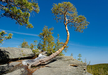 Чашковский хребет