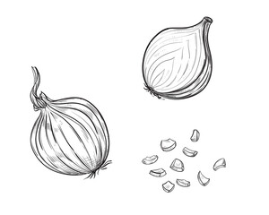 Hand drawn sketch black and white set of onion, slice, rings. Vector illustration. Elements in graphic style label, card, sticker, menu, package. Engraved style illustration.