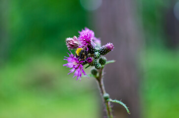 bee on a flower