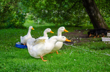 four ducks looking for food