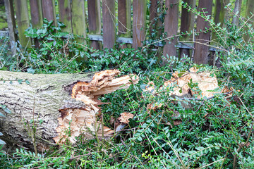 Der Baum ist durch einen Sturm abgebrochen