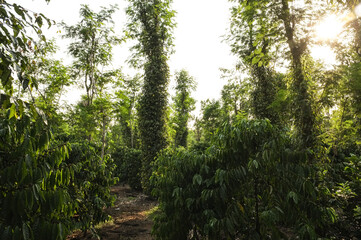 Vietnam by Vincent Kuyvenhoven