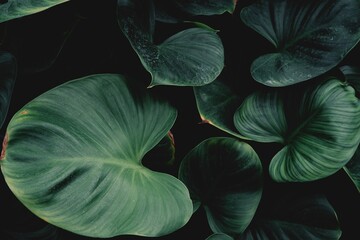 dark green leaves, abstract flora texture