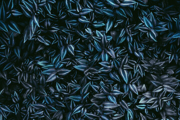 tropical leaves nature background and texture