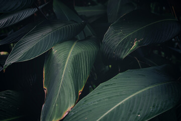 green leaves texture and background
