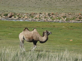 A young sheared Bactrian camel. In the mountains of Kyrgyzstan