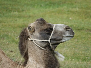 A young sheared Bactrian camel. In the mountains of Kyrgyzstan
