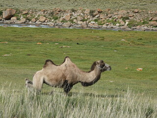 A young sheared Bactrian camel. In the mountains of Kyrgyzstan