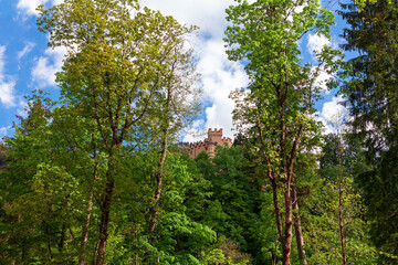 Castle in the forest