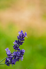 Blooming purple lavender flowers, close-up.