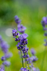 Blooming purple lavender flowers, close-up.