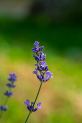 Obraz premium Blooming purple lavender flowers, close-up.