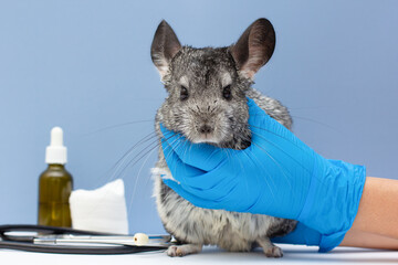 Veterinarian doctor examining cute chinchilla with stethoscope at white table, closeup