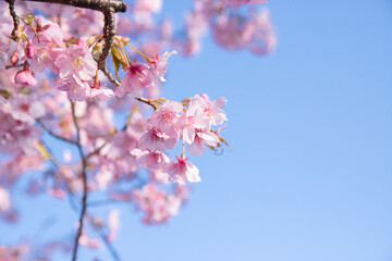 cherry blossom in spring