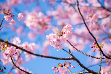cherry blossom in spring