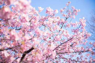 cherry blossom in spring