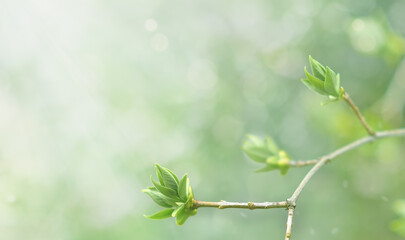 Green leaves in selective focus in the rays of light. Spring background