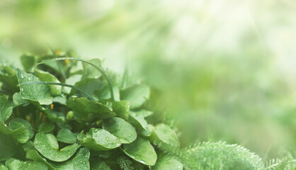 Green leaves with raindrops