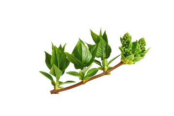 twig of lilac with green leaves isolated on white background