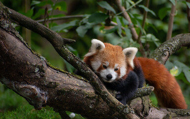 Naklejka premium Red panda (Ailurus fulgens), also known as lesser panda, laying down on a tree branch staring down on the floor beneath him