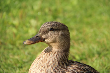 duck
