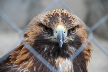 close up of an eagle