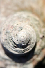 Fossil remain closeup macro photograph of the turban shell....