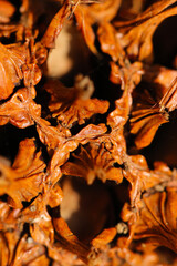 Macro close up photography of the tree 