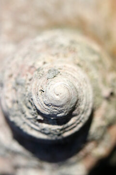 Fossil remain closeup macro photograph of the turban shell. 白く化石化した巻貝のらせん状のテクスチャーを真正面からマクロ接写した画像。