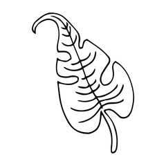 Graphic plant of palm leave of the tropic. Black and white style, exotic floral jungle. Palm leaf use for design exotic beach, wedding, party, invitation and greeting card design