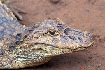 Obraz premium closeup focusing on the face of the Broad-snouted caiman (Caiman latirostris) on a brownish wet earth background