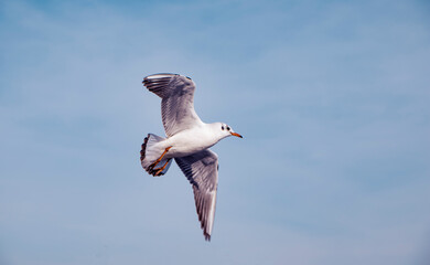Flying bird